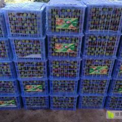 产地妃子笑荔枝价格优惠重重上市