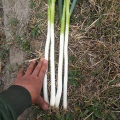 西昌长白大葱正在大量上市中