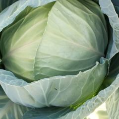 奥其娜扁包大量上市