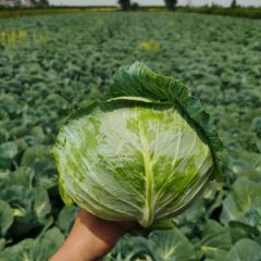 湖北优质大绿扁包新货上市，菜色清秀