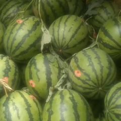 江涛西瓜代收代发、嫁接团队《以质量为基础、以发展为理念的思想》