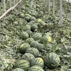 商丘夏邑冠龙西瓜，皮薄瓤红，甜度高，保高质量