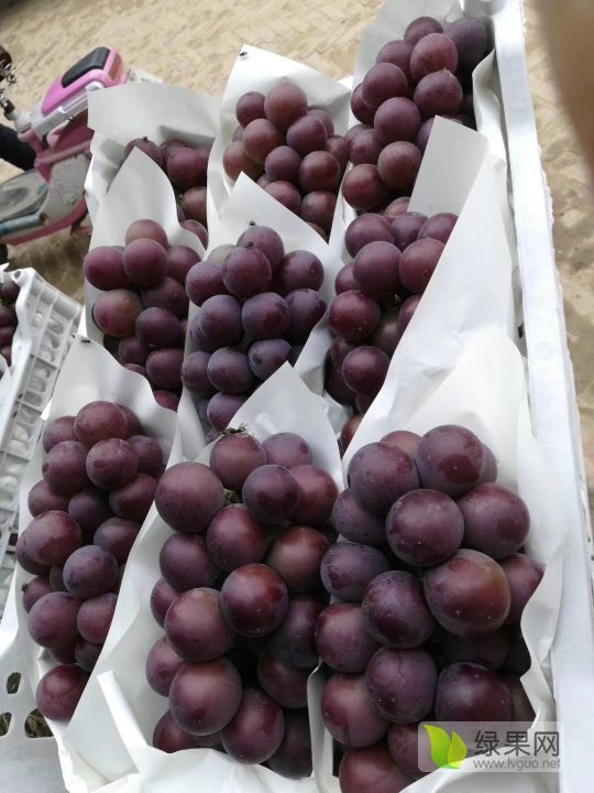 2020年河北饶阳乒乓球价格