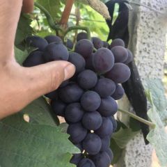 我们这里有葡萄十万亩，交通便利