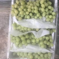 万亩维多利亚葡萄颗粒大，糖度高，果粉好