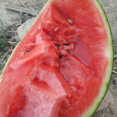 陕西西瓜，甜王西瓜、金城五，甜瓜