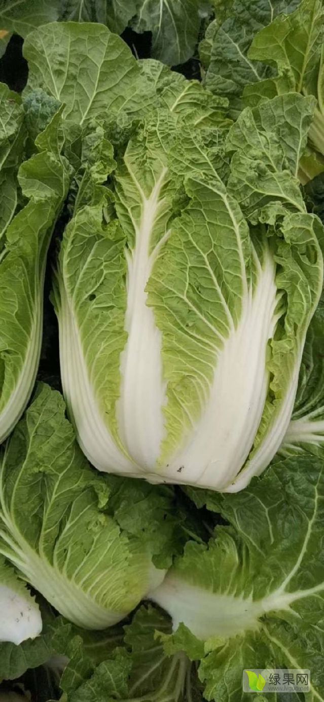 供应春大白菜大量上市