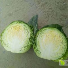 铁头四号大量上市