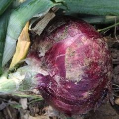 红黄洋葱大上市了