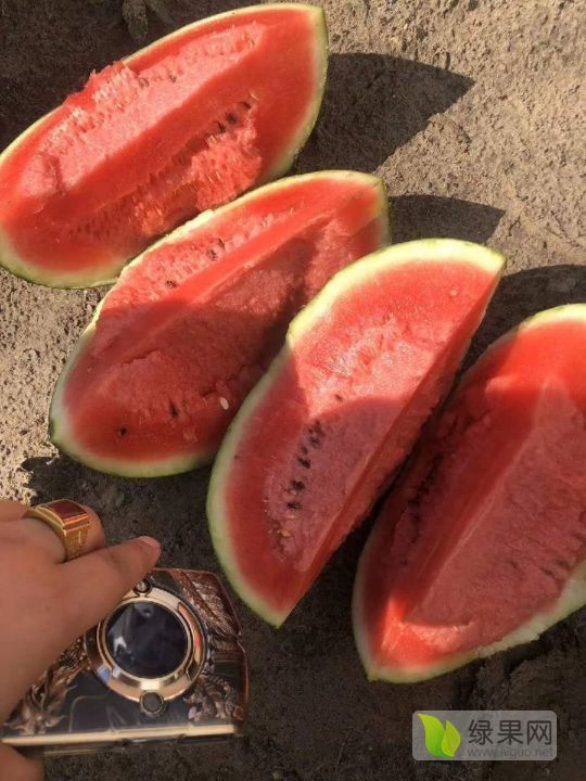 8424西瓜价格