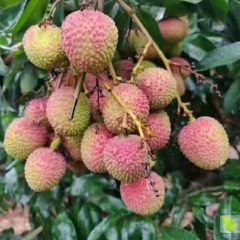 广东阳西县玉荷包，妃子笑荔枝，妃子笑已经上市了，口感好，