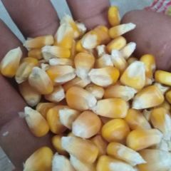 万吨脱粒干玉米大量供应