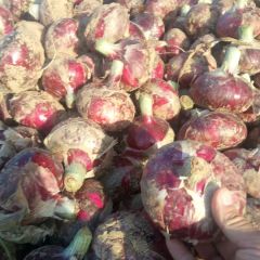 河南通许县 蔬菜基地 低价供应大量新鲜红皮洋葱