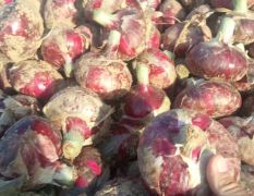 河南通许县 蔬菜基地 低价供应大量新鲜红皮洋葱