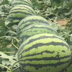 陕西大荔甜王西瓜产地价格批发