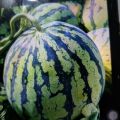 西瓜种植公司