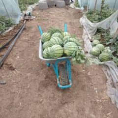 安徽界首阜康农贸市场8424大量供应中