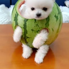 凌海李达代收西瓜