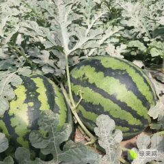 陕西大荔甜王西瓜陆续上市