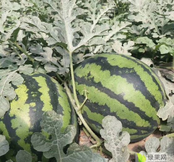 甜王价格