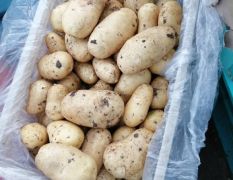 薯形漂亮颜色好的荷兰十五系列土豆