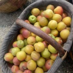 丰源红、金太阳杏45起步