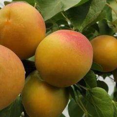 运城市临猗县角杯乡半坡金太阳杏基地