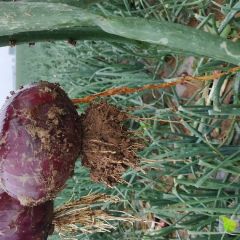 洋葱基地供应大红洋葱(红月)，陕西红五月十号上市