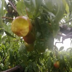 黄肉油桃上市出货中，千年红曙光09杠一二三金雷等