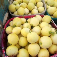 各种甜瓜大量上市中