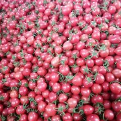 山东济阳圣女果贝贝千禧大量上市热销中