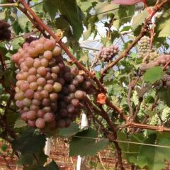 极品茉莉香葡萄