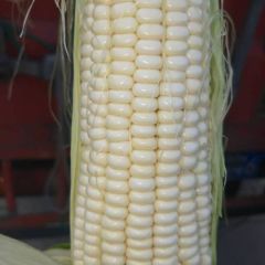 本地鲜玉米白糯，甜糯，万糯2000
