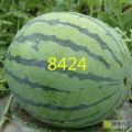 8424，美都！一号瓜果交易市场！