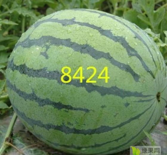 2020年河南夏邑8424西瓜价格