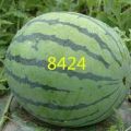 河南夏邑8424，美都大量上市！产地直供