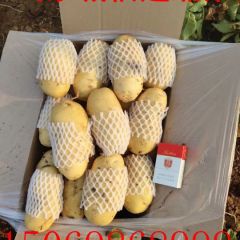大棚土豆，山东土豆，肥城土豆荷兰土豆基地供应