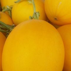 保定市甜瓜，特别甜，货源充足，价格公平