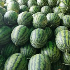 陕西甜王西瓜供应，甜王西瓜批发价格