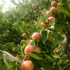 丰源红杏产地丰源红杏基地杏子批发，杏子行情