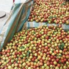 湖北宜城板桥店镇油桃一周后将大量上市