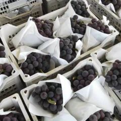 夏黑葡萄马上迎来大面积上市。