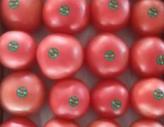 精品西红柿 硬粉 大量上市，货源充足，物美价廉