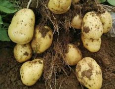大量土豆（早大白，中暑，荷兰豆）5月中旬大量市