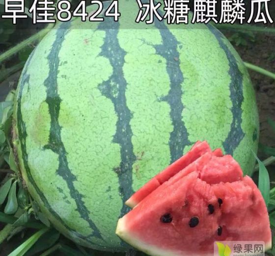 冰糖麒麟西瓜价格