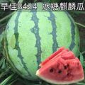 沙土地西瓜口感面甜，含糖量达到百分之十三以上。