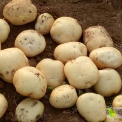 中国五号大量上市中