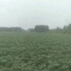 南阳市宛城区黄台岗镇万亩土豆种植基地优质早大白土豆即将一