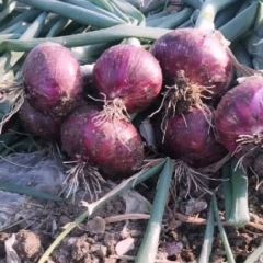 新野县紫皮红洋葱种植基地