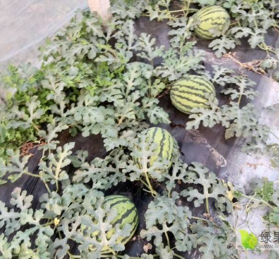 甜王系列价格